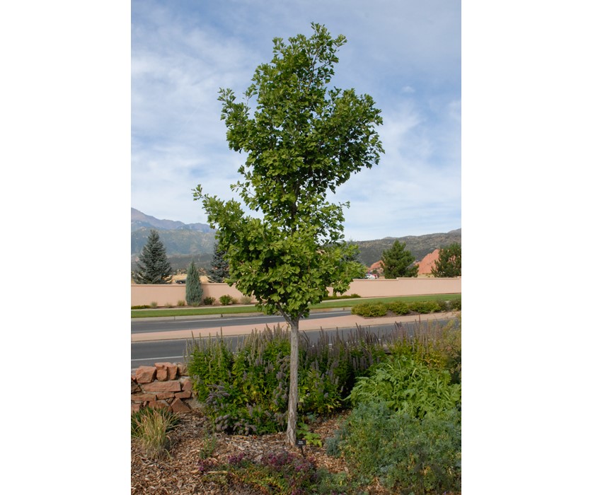 Maidenhair Tree